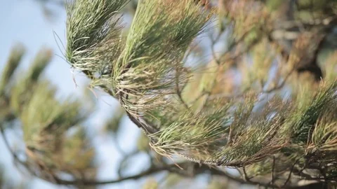 Close up of tree branches in wind 1 Stock Footage