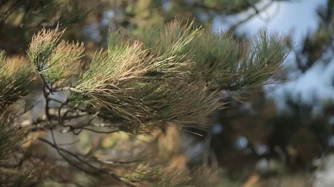 Close up of tree branches in wind 2 Stock-Footage 71392361