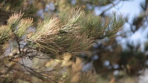 Close up of tree branches in wind 3 Stock-Footage 71390343