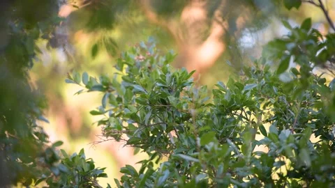 Close up of a tree branches on a windy day Stock Footage 250727097