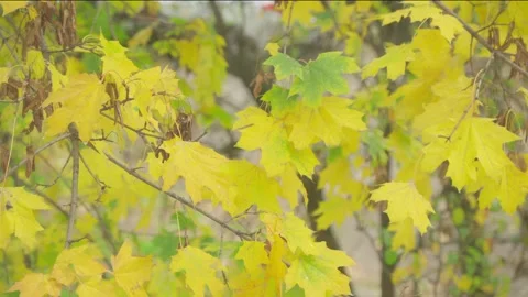 Close-up of tree branches with yellow and green maple leaves. Autumn leaves.. Stock Footage 255274573