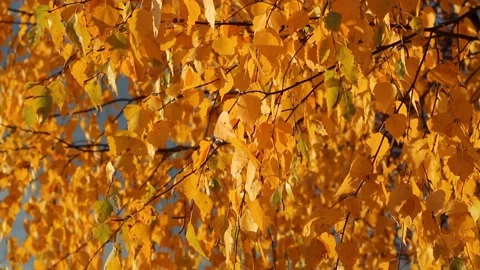 Close-up tree branches with yellow autumn leaves swaying in the wind Stock-Footage 218307281
