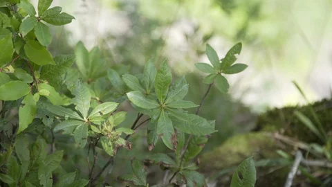 Close up of tree branches of an young tree with moss background in a forest on Stock Footage 116670202
