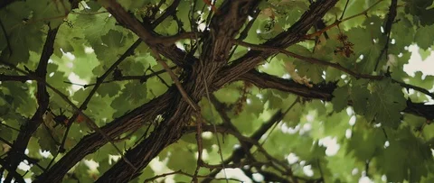 Close up of a tree with bright green leaves. Nature background Stock Footage 126738689