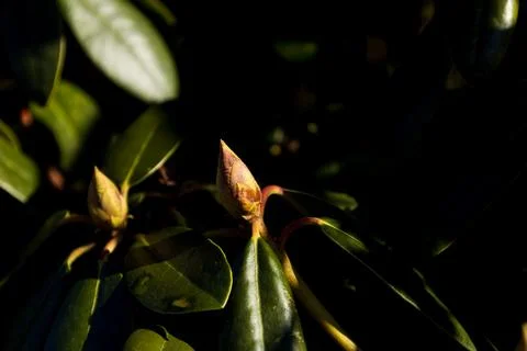 Close Up of Tree Bud Opening in Early Spring Stock Photos