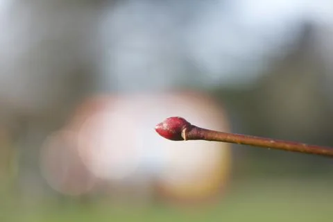 Close-up of a tree bud on a tiny branch Foto stock