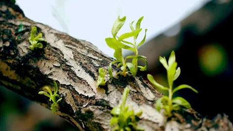 Close-up of tree budding and budding in spring Stock Footage 256980867