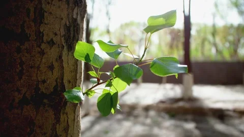 Close-up of tree budding in spring 動画素材 257289580