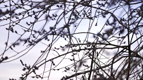 Close up of a tree with buds during spring Vidéo 266762502