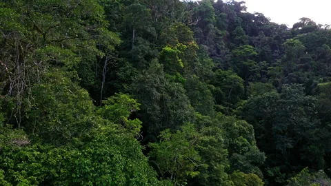 Close up of a tree canopy: beautiful nature background of a valley with forest Stock Footage 196744512
