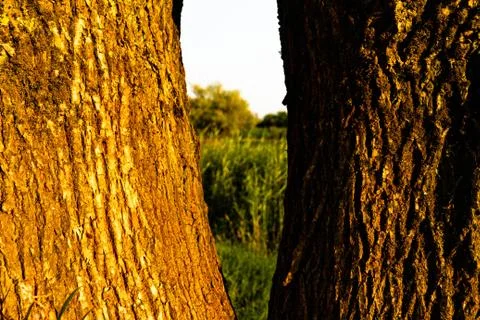 Close up tree close to Arnhem Stock Photos