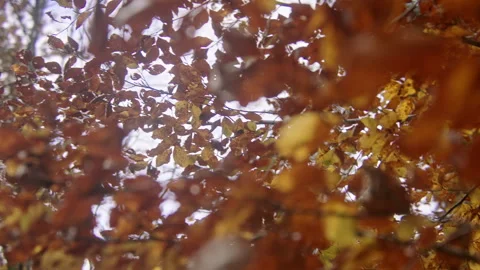Close-up of a tree with colorful leaves Stock Footage 258937496