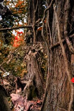 Close up of tree covered in ivy vines Stock Photos