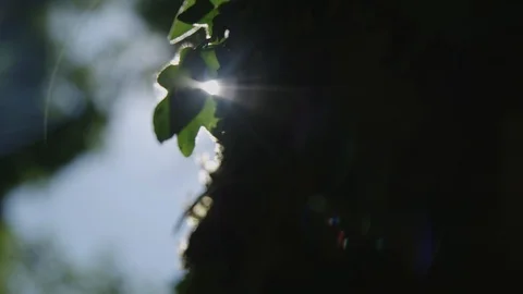 Close up of tree covered with moss and leafs 動画素材 89531969