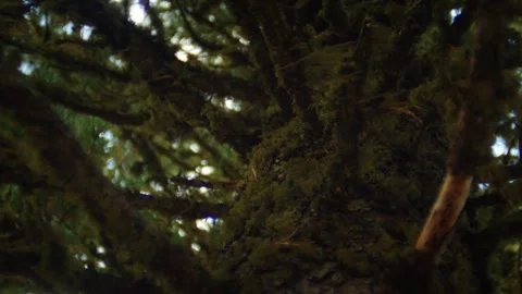 Close-up of a tree covered in moss Stock Footage 296864287