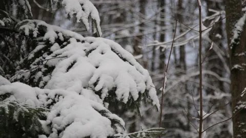 A close up of a tree covered in snow, forest during winter Stock Footage 148707520
