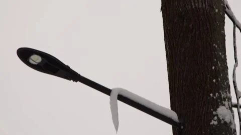 Close up of a tree covered in snow. Forest in winter Stock Footage 148707778