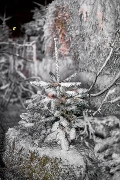 A close up of a tree covered in snow Stock Photos