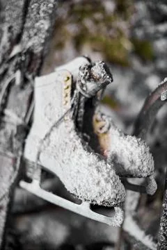 A close up of a tree covered in snow Stock Photos