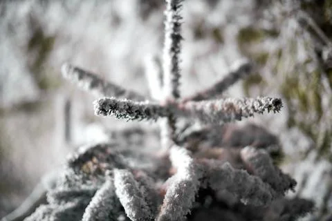 A close up of a tree covered in snow Stock Photos