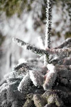 A close up of a tree covered in snow Stock Photos