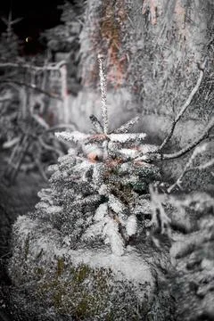 A close up of a tree covered in snow Stock Photos