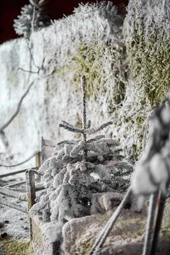 A close up of a tree covered in snow Stock Photos
