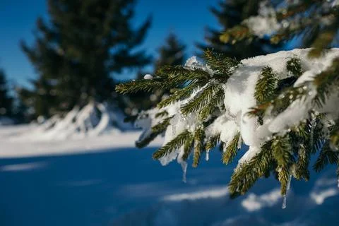 A close up of a tree covered in snow Stock Photos