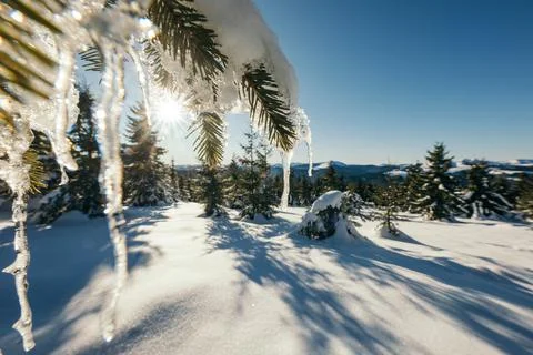 A close up of a tree covered in snow Stock Photos