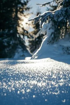 A close up of a tree covered in snow Stock Photos