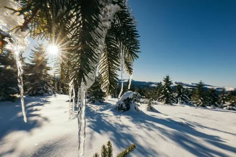 A close up of a tree covered in snow Stock Photos