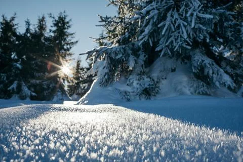 A close up of a tree covered in snow Stock Photos