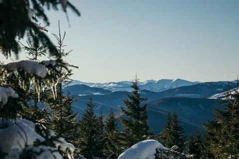 A close up of a tree covered in snow Foto stock