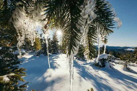 A close up of a tree covered in snow Stock Photos