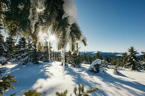 A close up of a tree covered in snow Stock Photos