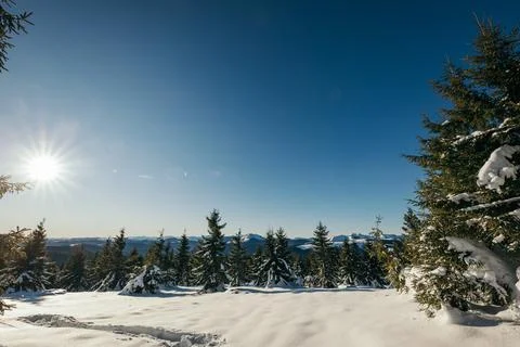 A close up of a tree covered in snow Stock Photos