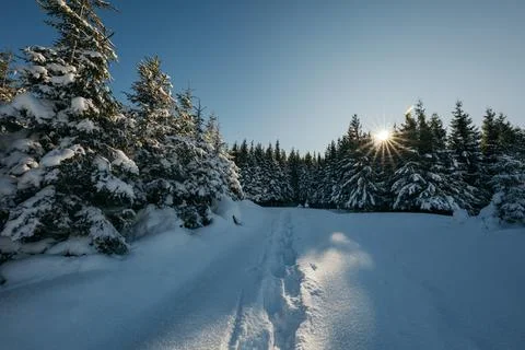 A close up of a tree covered in snow Foto stock