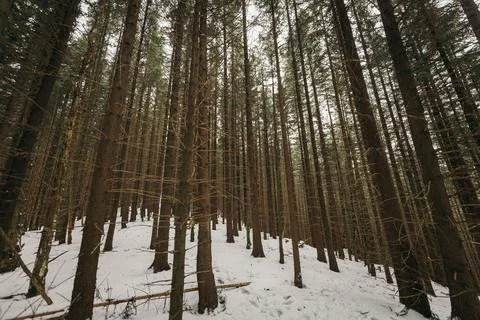 A close up of a tree covered in snow Stock Photos