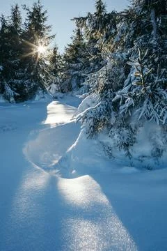 A close up of a tree covered in snow Foto stock