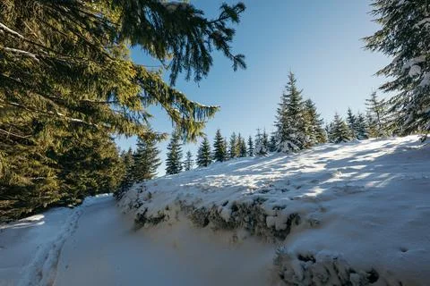 A close up of a tree covered in snow Stock Photos