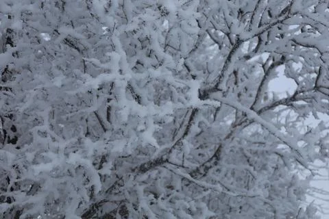 A close up of a tree covered in snow Stock Photos