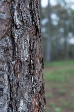 Close up of a tree cracky bark Stock Photos
