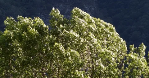 Close up of a tree crown moving in stormy weather in front of mountains Stock Footage 108980921