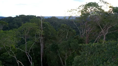 Close up of tree crowns, a nature background: flying over a forest tree canopy Stock Footage 196750707