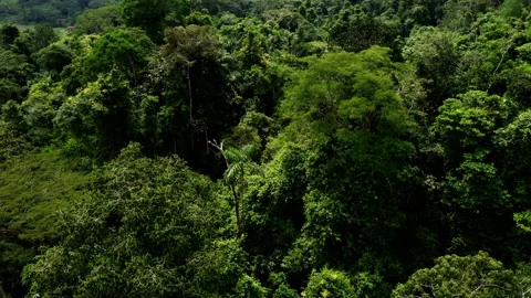 Close up of the tree crowns of a patch of secondary forest Vidéo 234978154