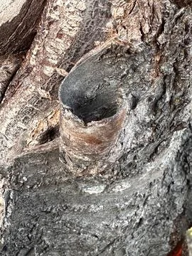 Close-Up of Tree with Cut Branch Stock Photos