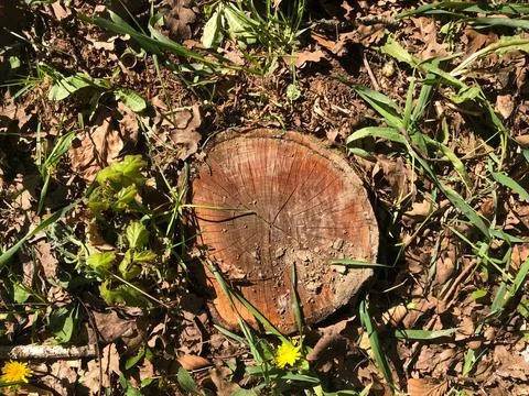 A close up of a tree cut trunk which left in the nature. Stock Photos