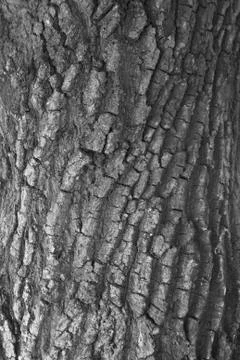 Close-up tree dry bark of trunk textured background, black and white tone. Stock Photos