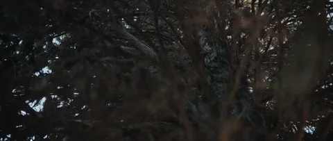 Close up of a tree with dry branches, looking through. Nature background Stock Footage 126738259