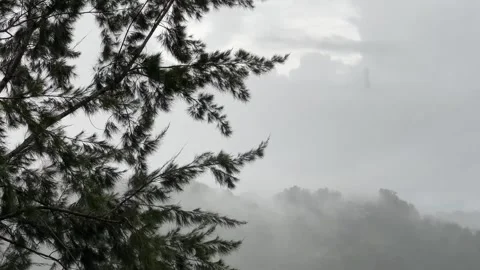 Close-up of Tree during Rainy and Foggy Weather Vidéo 214219869